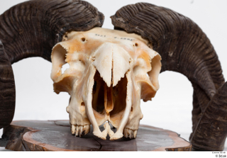 Skull Mouflon Ovis orientalis head horns skull 0002.jpg